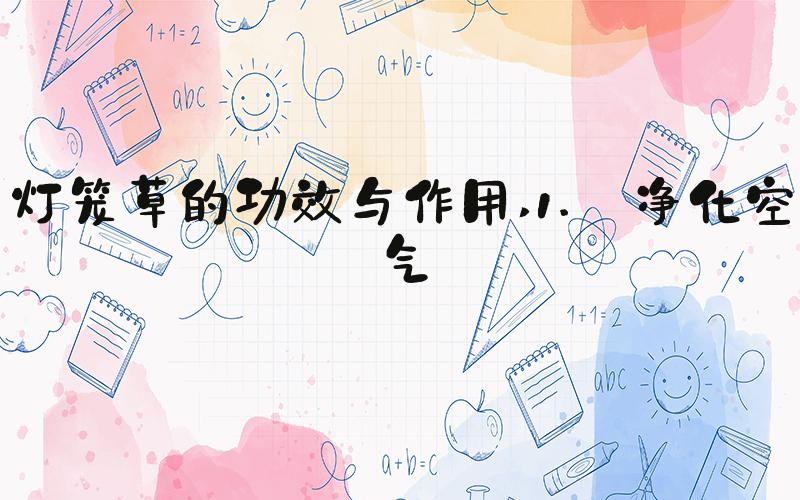 灯笼草的功效与作用 1. 净化空气
